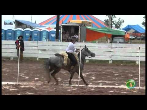 15º Rodeio Crioulo Nacional de Campeões  »  Prova de rédeas  »  Prenda Juvenil  »  29.01