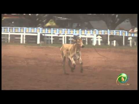 23º Fecars  »  Seleção Peão  »  7ª RT  »  2ª volta