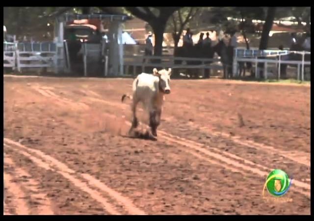 23ª Fecars »  Seleção Peão »  1ª RT  »  5ª volta
