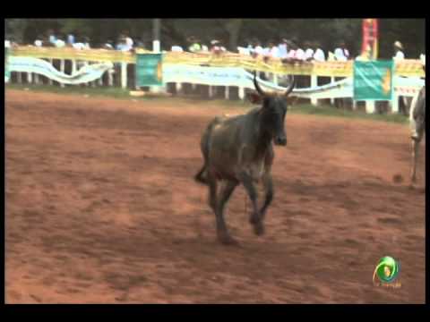 23ª Fecars »  Laço Pai e Filho »  30ª RT