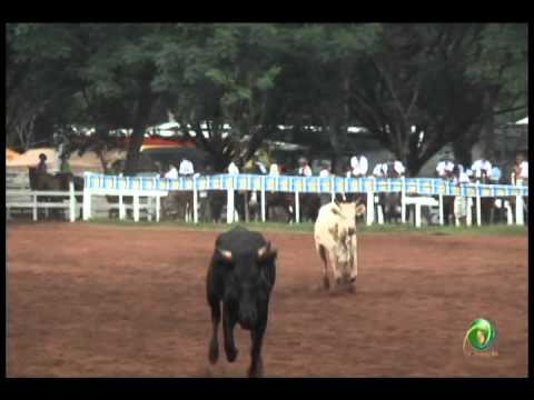 23ª Fecars »  Laço Dupla de Irmãos »  6ª RT