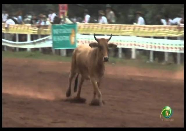 23º Fecars »  Laço Vaqueano »  7ª RT