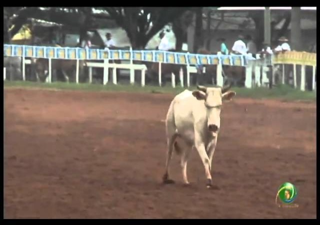 23ª Fecars »  Laço Veterano »  21ª RT