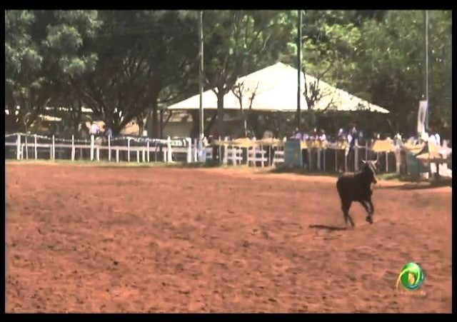 23ª Fecars »  Laço Pai e Filho »  Disputa de 1º e 2º Lugar