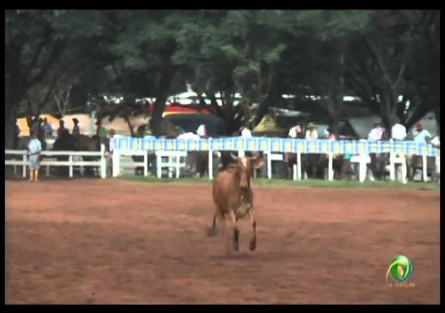 23ª Fecars »  Laço Dupla de Irmãos »  11ª RT