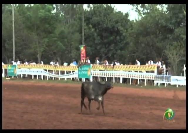 23ª Fecars »  Laço Dupla de Irmãos »  15ª RT