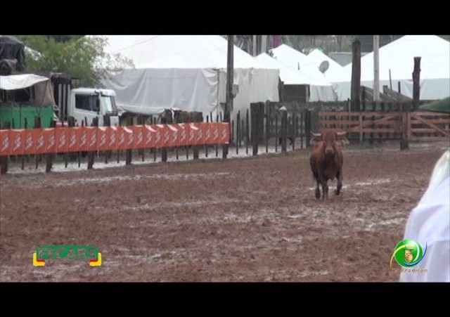 Fecars 2013 - Laço Irmãos - 4ª RT