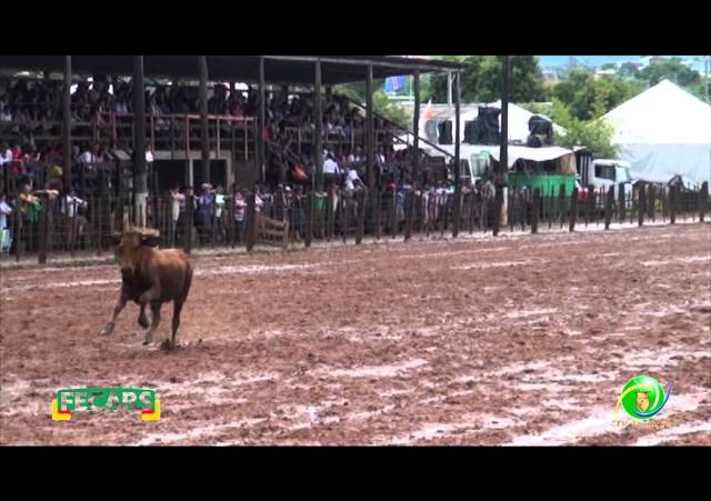 Fecars 2013 - Laço Veterano - 12ªRT