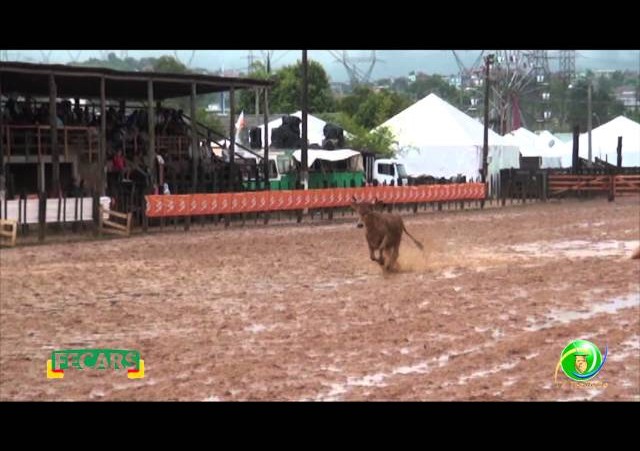 Fecars 2013 - Laço Coordenador Regional - 15ª RT