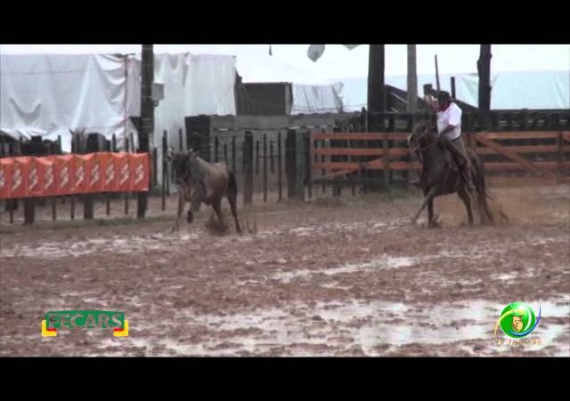 Fecars 2013 - Laço Coordenador Regional - 10ª RT - Sexta