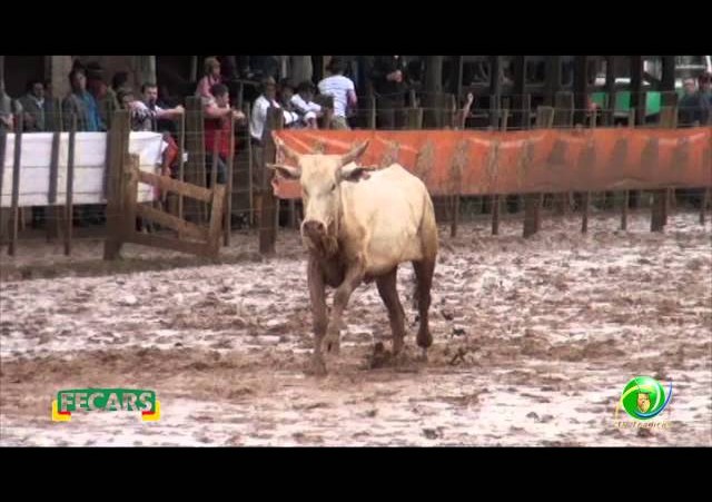 Fecars 2013 - Laço Seleção - 27ª RT - Sábado