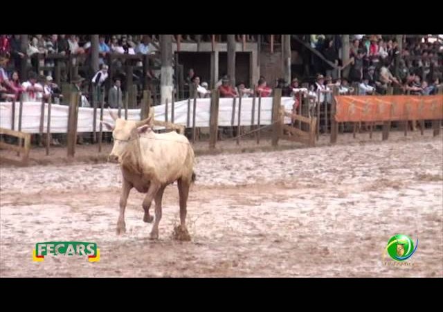 Fecars 2013 - Laço Seleção - 26ª RT - Sábado