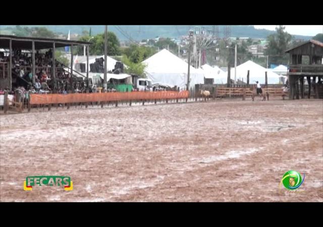 Fecars 2013 - Laço Seleção - 23ª RT - Sábado