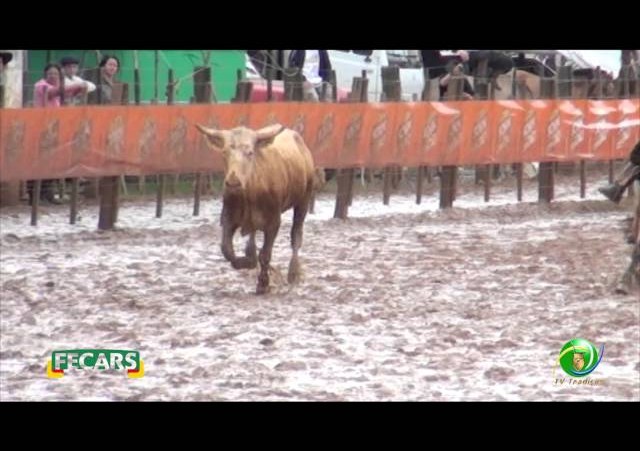 Fecars 2013 - Laço Seleção - 16ª RT - Sábado