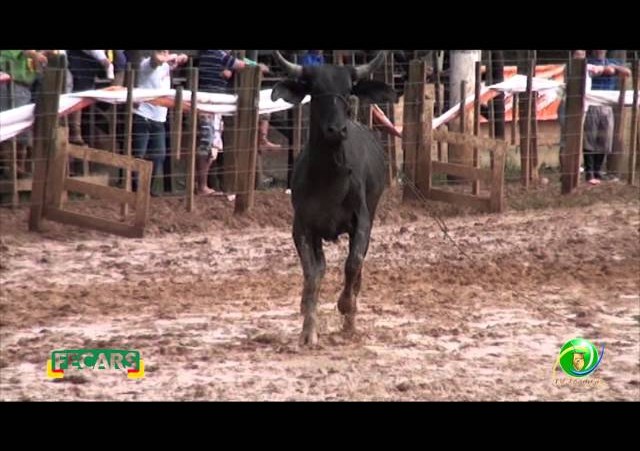 final irmaos