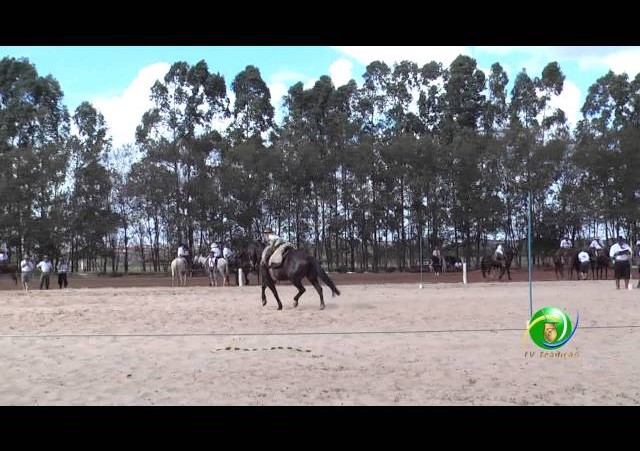 16º Rodeio Nacional de Campeões - Prova de Rédeas Cronômetro - Prenda Mirim