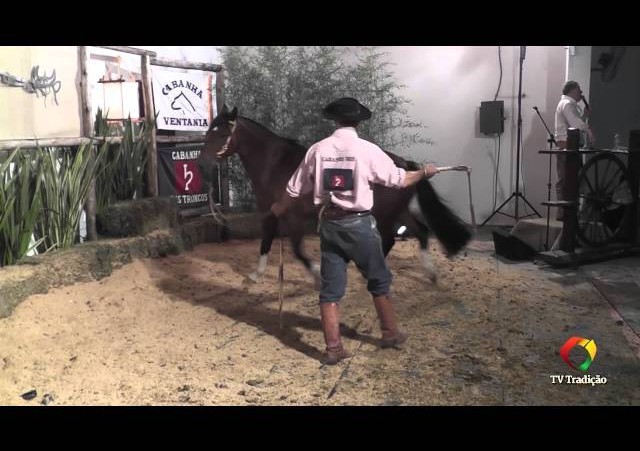 Rodeio Conesul 2014 -  9º Leilão Laço Certeiro - lote 31