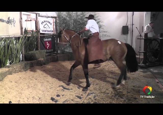 Rodeio Conesul 2014 -  9º Leilão Laço Certeiro - lote 33