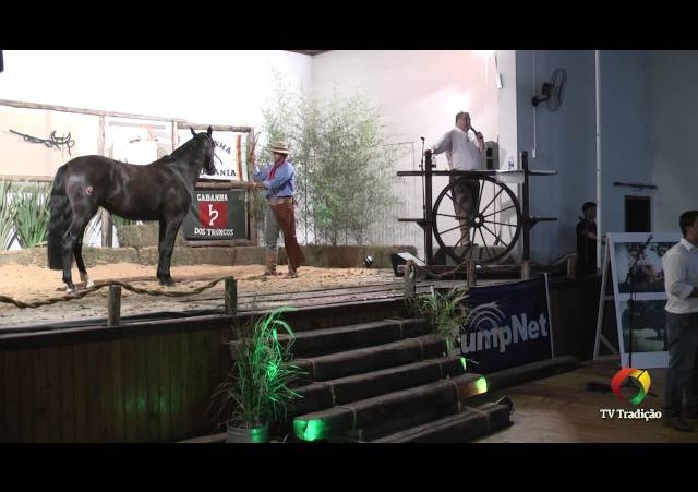 Rodeio Conesul 2014 -  9º Leilão Laço Certeiro - lote 03