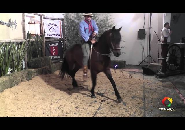 Rodeio Conesul 2014 -  9º Leilão Laço Certeiro - lote 19