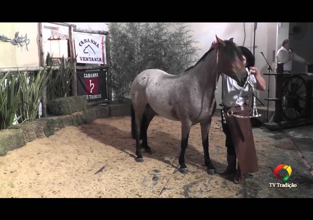 Rodeio Conesul 2014 -  9º Leilão Laço Certeiro - lote 21