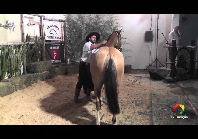 Rodeio Conesul 2014 -  9º Leilão Laço Certeiro - lote 01