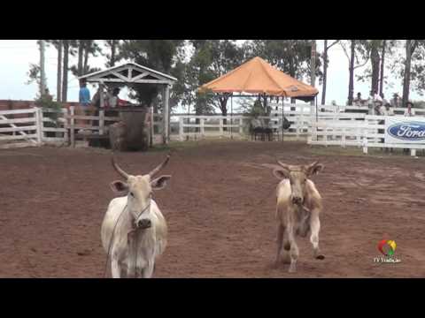 28º FECARS - Laço Veterano - Sábado