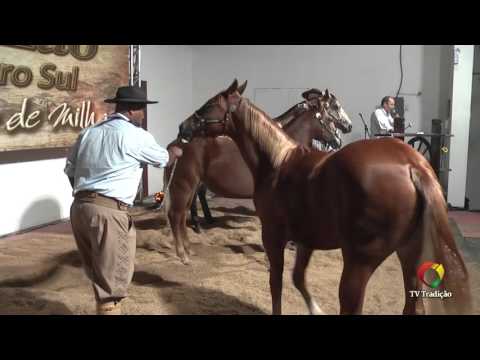 22º Rodeio Internacional da Conesul - Leilão Cavalo Quarto de Milha