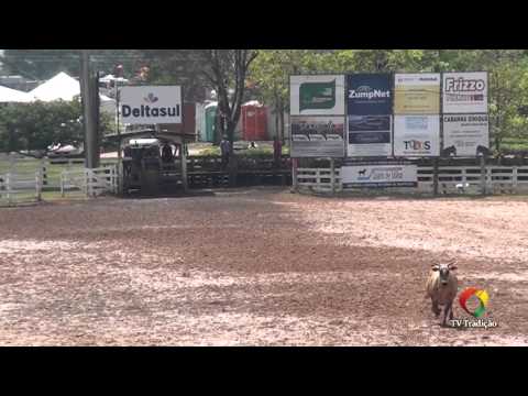 22º Rodeio Internacional da Conesul - Laço Guria - 1ª e 2ª Rodada